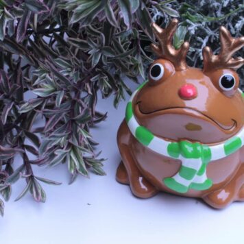 Pomme Pidou Spardose Frosch Freddy Hirschi