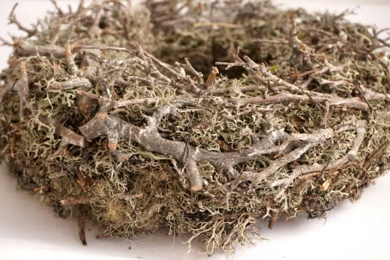 Herbstkranz Mooskranz mit Ästen Grau getrocknet
