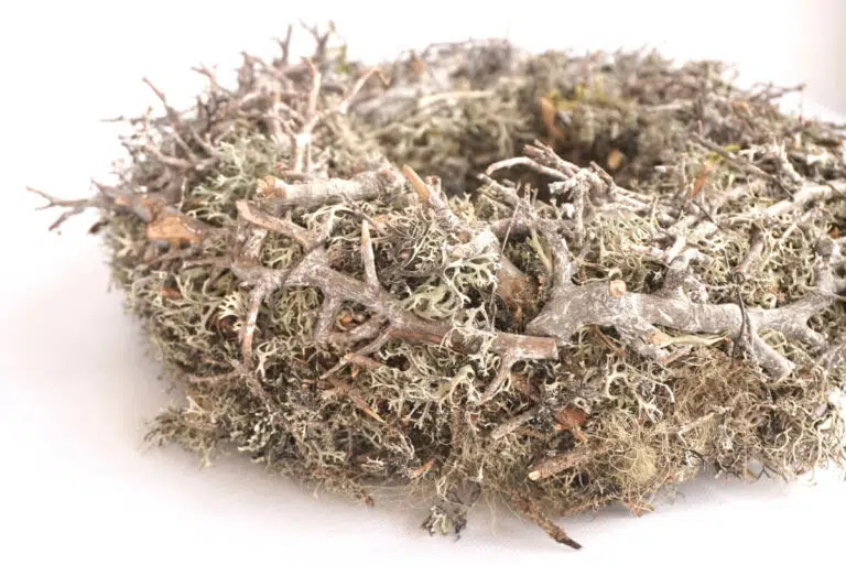 Herbstkranz Mooskranz mit Ästen Grau getrocknet
