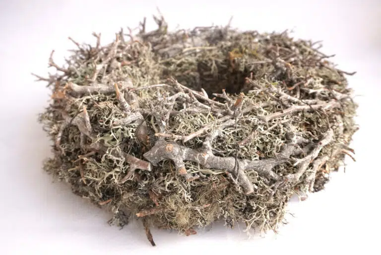 Herbstkranz Mooskranz mit Ästen Grau getrocknet