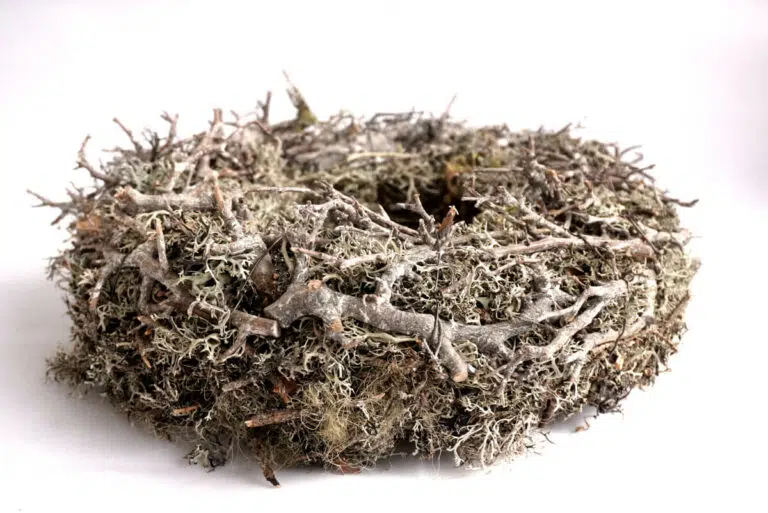 Herbstkranz Mooskranz mit Ästen Grau getrocknet