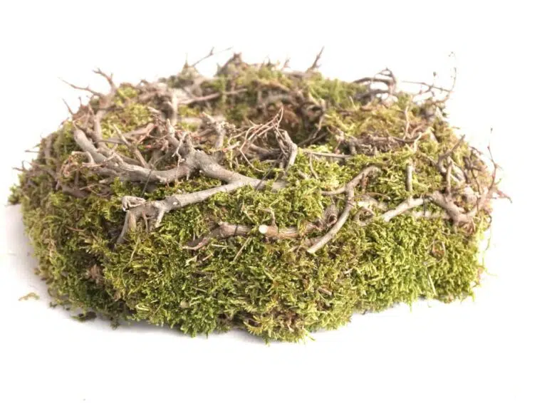 Herbstkranz Mooskranz mit Ästen getrocknet