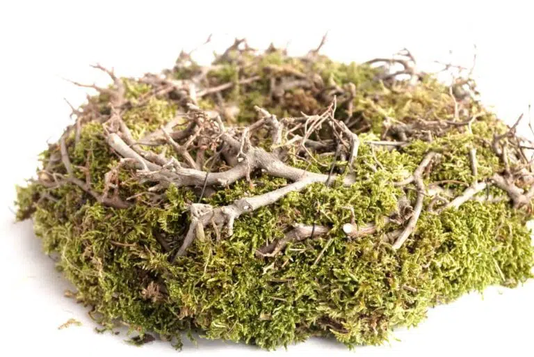 Herbstkranz Mooskranz mit Ästen getrocknet