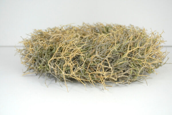 Naturkranz Wandkranz Iron Bush getrocknet Grün 30cm ∅