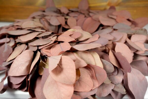 Couronne Eucalyptuskranz Naturkranz Wreath populus 38cm ∅