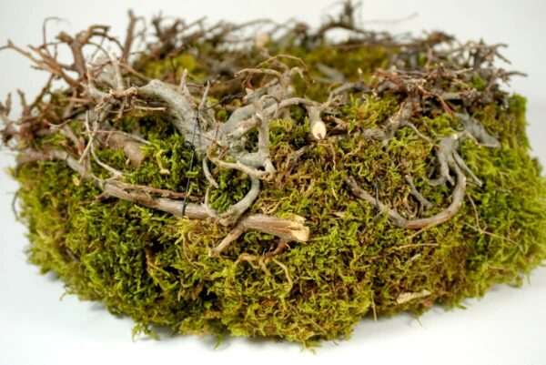 Deko Naturkranz Bonsaikranz Tischkranz Moos Natur 30 cm ∅