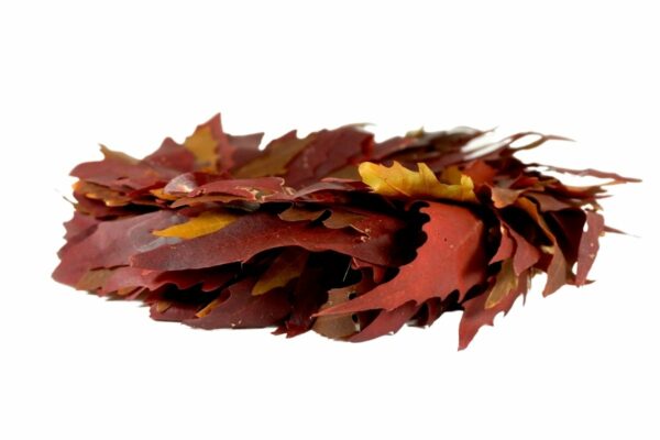 Deko Naturkranz Tischkranz Türkranz Elchblatt Kranz 30cm